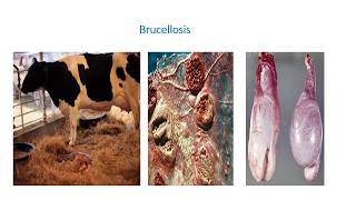 Lecture on some bacterial diseasesBrucellosis Vibriosis Salmonellosis Colibacillosis [upl. by Naujik]