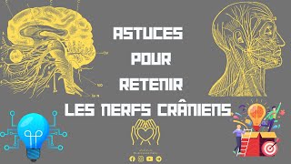 💡Astuces pour retenir les nerfs crâniens des Méthode de mémoriser sans oublier📝 [upl. by Spearing461]