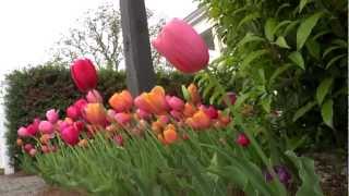 Flower Borders on a Pathway  At Home With P Allen Smith [upl. by Darrell]