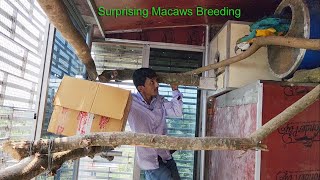 Surprising Macaws Breeding [upl. by Euhc140]