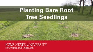 Planting Bare Root Tree Seedlings [upl. by Noyk]