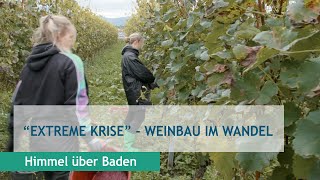 quotExtreme Krisequot  Weinbau im Wandel [upl. by Ahseia46]