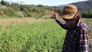 Récolte des tomates Cherokee une variété exceptionnelle [upl. by Ratna]