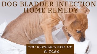 Dog bladder infection home remedy  Top Remedies For UTI In Dogs [upl. by Lief569]