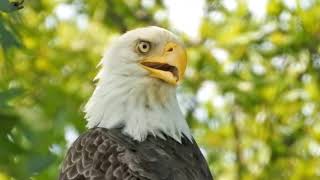 Nictitating Membrane on a Bald Eagle at Blackwater NWR [upl. by Notsnorb205]