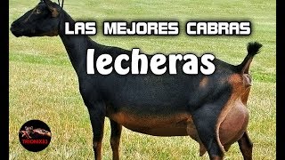 LAS MEJORES CABRAS LECHERAS DEL MUNDO – La mejor cabra lechera del mundo [upl. by Shetrit]