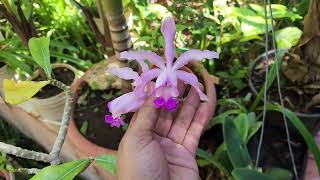 Orquídea Myrmecophila Tibicinis x Cattleya Forbesii [upl. by Takakura263]