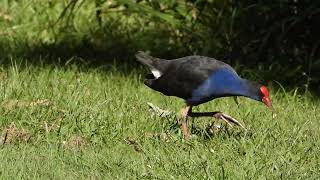 Purple Swamphen seen at the Sandgate Second Lagoon Reserve [upl. by Emse]