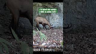 10 espèces différentes ont été filmées  shorts animaux wildlife cameratrap [upl. by Jones]