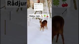 Vad För Jakt E Din Favorite🍒🍀🏞️🦌Del 1🏞️🦌 [upl. by Olav]