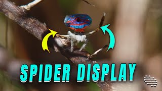 Peacock Spider Displays for Potential Mate Maratus Gemmifer [upl. by Hazeefah]