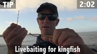 LIVEBAITING FOR KINGFISH [upl. by Coyle712]