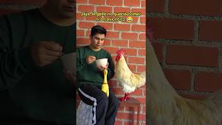 se hace rogar para comer gallos mascotas funnyshorts [upl. by Nairb]