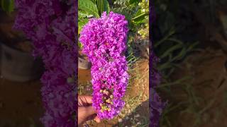 summer flowering plant lagerstroemia speciosa shorts [upl. by Delanty]