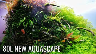 80L Home tank  New layout  closeups FAAO AQUASCAPING PLANTEDAQUARIUM [upl. by Siubhan]