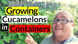 Growing cucamelons in containers [upl. by Yerfej]