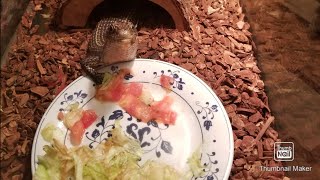 First time feeding vegetables to our sudan plated lizard [upl. by Adnolahs802]