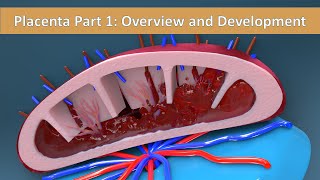 Placenta Part 1 Overview and Development of Placenta [upl. by Sedgewake]