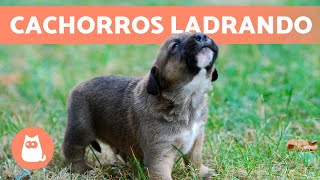 Los mejores LADRIDOS de PERROS CACHORROS 🐶 🔊 ¡Tiernos y Adorables [upl. by Seed]