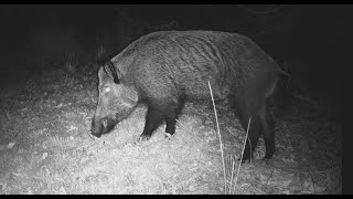 Fauna en el entorno de Doñana Ciervos jabalíes gineta [upl. by Barnes653]