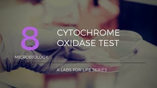 Cytochrome Oxidase Test [upl. by Anuat461]