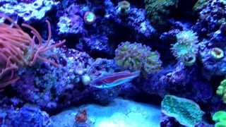 Labouts Fairy Wrasse in mixed reef [upl. by Wardle]