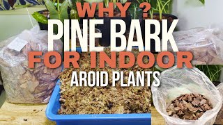 Why you need Pinebark amp Sphagnum moss for Indoor Plants   Aroids [upl. by Petes677]