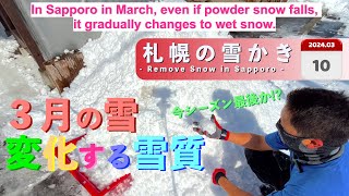 In Sapporo in March even if powder snow falls it gradually changes to wet snow [upl. by Durham492]