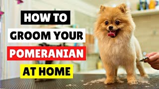 HOW TO GROOM Your Pomeranian at HOME ✂️🛁 [upl. by Nylidnarb]