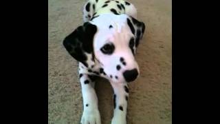 Smart Dalmatian Puppy [upl. by Notlrak]