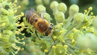 COLLÈTE du LierreColletes hederae  BRUITX [upl. by Benenson73]