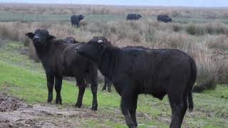 Natuur in Nederland Biesbosch vos indischegans waterbuffel wildlifevideography wildlife [upl. by Ycniuqal]