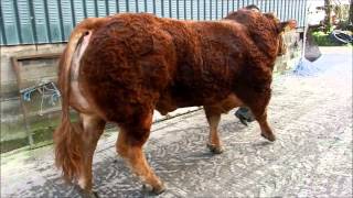 Hunters Hall Gladiator Limousin Bull [upl. by Ahsiken]