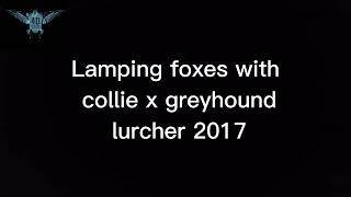 lamping foxes with lurchers ireland 2 4dhunting558 [upl. by Lyrej]