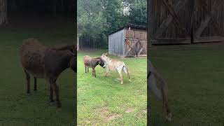 Horse and donkey pissing contest [upl. by Proud]