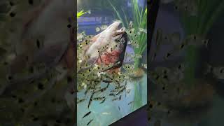 Exodons VS Giant trout head [upl. by Car]