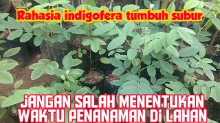 Waktu Yang Tepat Menanam Indigofera [upl. by Novi645]