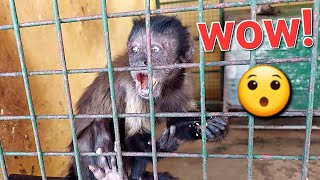 ASMR Adorable Bibi Monkey Grooming cuteanimals monkey wildlife babymonkey viral funnyanimals [upl. by Emmalynn]