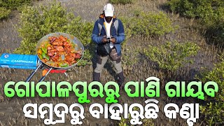 ଗୋପାଳପୁର ବନି ଜଙ୍ଗଲ  Gopalpur Beach  Balasore Picnic Spot  odiavlog [upl. by Macdougall30]