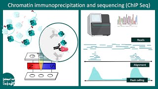 ChiP seq  Chromatin immunoprecipitation and sequencing  Methods in biology  CSIR NET [upl. by Hselin]