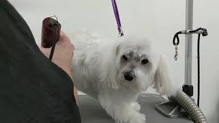 Mobile Dog Grooming Beckermet  Neils Dogwash [upl. by Alys]