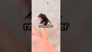 Bees Can Recognize Human Faces 🐝 bees facts shorts [upl. by Carmelita]