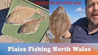 Plaice Fishing North Wales SPECIES NO 61 [upl. by Ahsiemaj928]