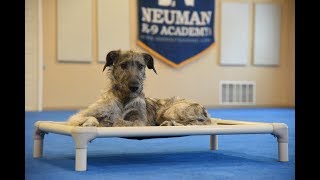 Leona Irish Wolf Hound Puppy Camp Dog Training Video Demonstration [upl. by Llednek457]