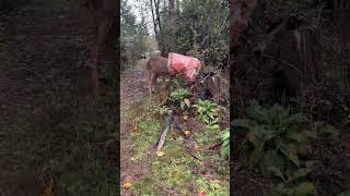 Lady Frees Deer After Its Head Gets Stuck in Cat Food Bag [upl. by Ezar]