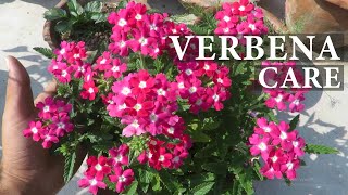 Verbena Flower  Verbena Plant Care  How To Grow Verbena Flowers [upl. by Belak816]