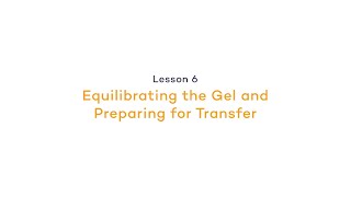 Preparing for Western Blot Transfer The Mechanics  Equilibrating the GelPreparing for Transfer [upl. by Hseham]