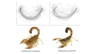 To know a scorpion by its tail the tail strike of scorpions differs between species [upl. by Glynnis554]