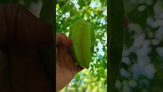 Khota mitha⭐fruit naturalife fruitcutting viralvideo harvesting trending shortsgardening [upl. by Pruter]