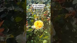 10 Rose plants rs 250 only 6374934601 [upl. by Bultman381]